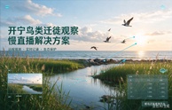 开宁鸟类迁徙观察慢直播解决方案