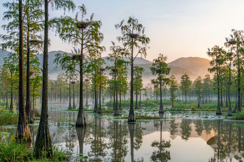 开宁鸟巢慢直播巢区全景：湿地水杉林间多巢点机位统一接入慢直播平台分层发布