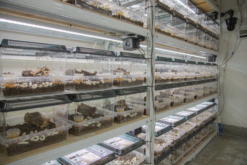 开宁甲虫繁育观察慢直播部署实景：繁育架逐层定点机位，黑色方盒摄像机对准产卵盒、幼虫培育盒与羽化蛹盒