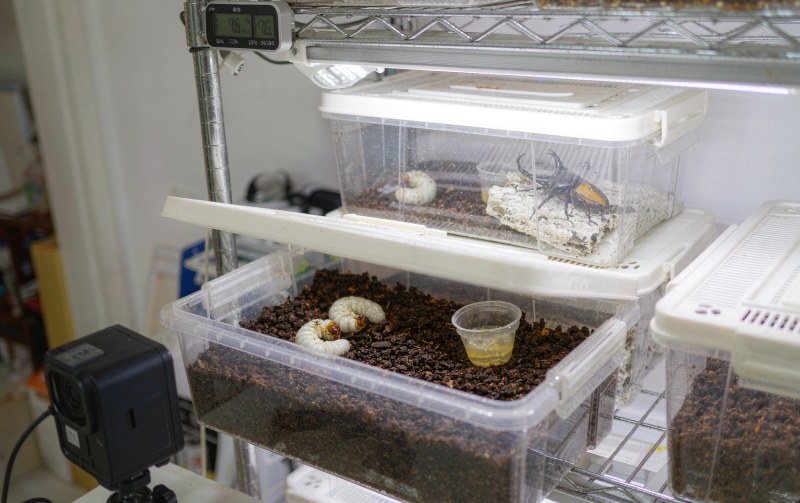 开宁甲虫繁育观察慢直播首屏实景：繁育架塑料培育盒内的幼虫、果冻杯与成虫，黑盒摄像机背面机位对准培育盒